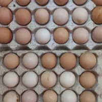 تخم مرغ نطفه دار محلی