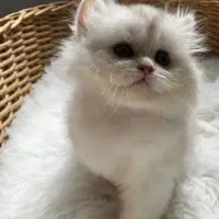 گربه بریتیش سیلور مو بلند و مو کوتاه