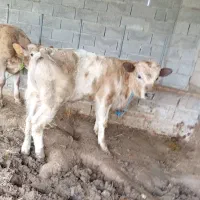 گوساله‌شاروله‌نر