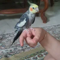 ۳تاعروس هلندی دستی