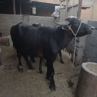 گوساله گامیش