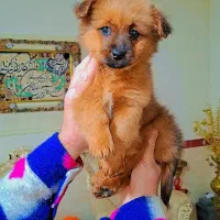 پامر روباهی عروسکی|سگ|رشت, دیانتی|دیوار