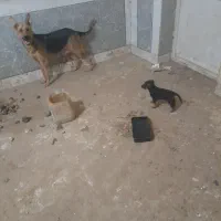 واگذاری توله سگ ژرمن
