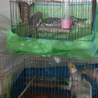 جفت عروس هلندی، و سه عروس هلندی جوان