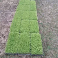 توم هاشمی پرپشت آماده نشا