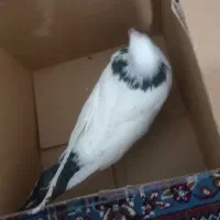 کبوتر