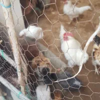 فروش تعدادی مرغ وخروس باهم