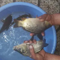 بچه ماهی کپور و آمور و غیره....|ماهی|اصفهان, الهیه|دیوار