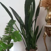 تعدادی گل طبیعی