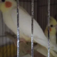 طوطی عروس|پرنده|رشت, سلیمانداراب|دیوار