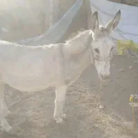 الاغ ماده گله ی وساکت به علت نداشتن جا|حیوانات مزرعه|گیان, |دیوار