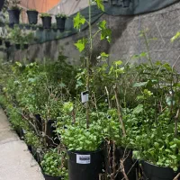 انواع انگور خاص