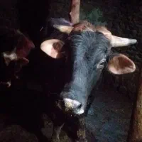 گاو نر سمینتال