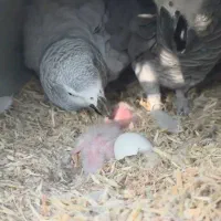 کاسکو دم قرمز