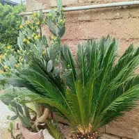سیکاس