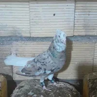 یک ملیون و نیم