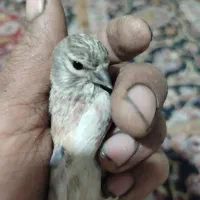 سهره س ی ن سر خ|پرنده|مبارکه, |دیوار