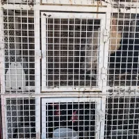 قفس|لوازم جانبی حیوانات|شیراز, رکن‌آباد|دیوار