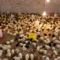 فروش جوجه یک روزه تا یک ماهه محلی و اصلاح نژاد شده
