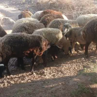 میش زاییده با عوس