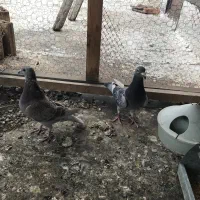 افغان جفت