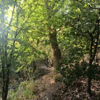 باغچه ۲۳۳ متری در منطقه خوش آب‌وهوای خورارنگه|فروش زمین و ملک کلنگی|آسارا, |دیوار