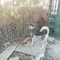 هاسکی نر|سگ|چهاردانگه (تهران), |دیوار