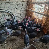 بوقلمون وغاز|حیوانات مزرعه|نیمروز, |دیوار