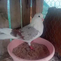 یک جفت دوکت بندرلنگه