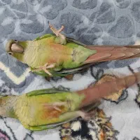 پرنده