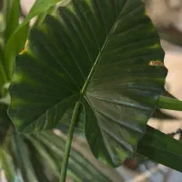 گیاه