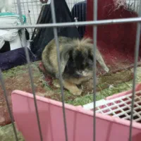 خرگوش لوپ ماده