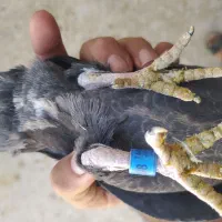 بزک سیاه سینه سفید جوجه|پرنده|گراش, |دیوار