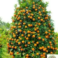از هر درخت پرتقال بالای ۲۰۰ کیلو برداشت کن