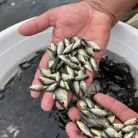 بچه ماهی کپور یکی دو گرمی.