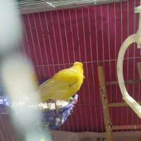 قناری ماده|پرنده|قوچان, |دیوار