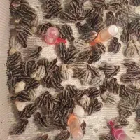 جوجه بلدرچین ۳ روزه