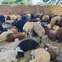 دامداری بزرگ برادران تهرانی در البرز کم شکم گوشتی