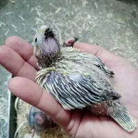 جوجه عروس های سرلاکی (پرورش خانگی)