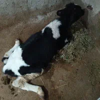 گوساله نر برای قصابی