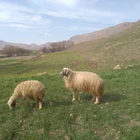 قوچ داشتی نمونه