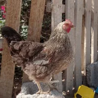 مرغ و خروس  در بندر خمیر