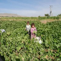 سلام3هزارمتر-باغ-انگور-همراه-آب-چاه-عمیق-کف-کش