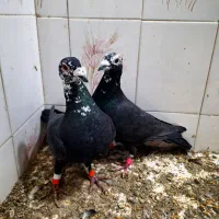 جفت کله برنج عتیقه