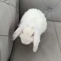 خرگوش