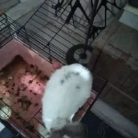 خرگوش سفید|موش و خرگوش|تهران, استخر|دیوار