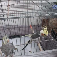 جفت تخم گذار عروس هلندی