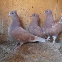 جوجه کفتر