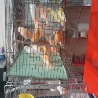 جوجه قناری