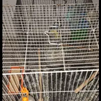 مرغ عشق آبی سفید بازیگوش نژاد خاص|پرنده|مشهد, شاهد (شهرک غرب)|دیوار